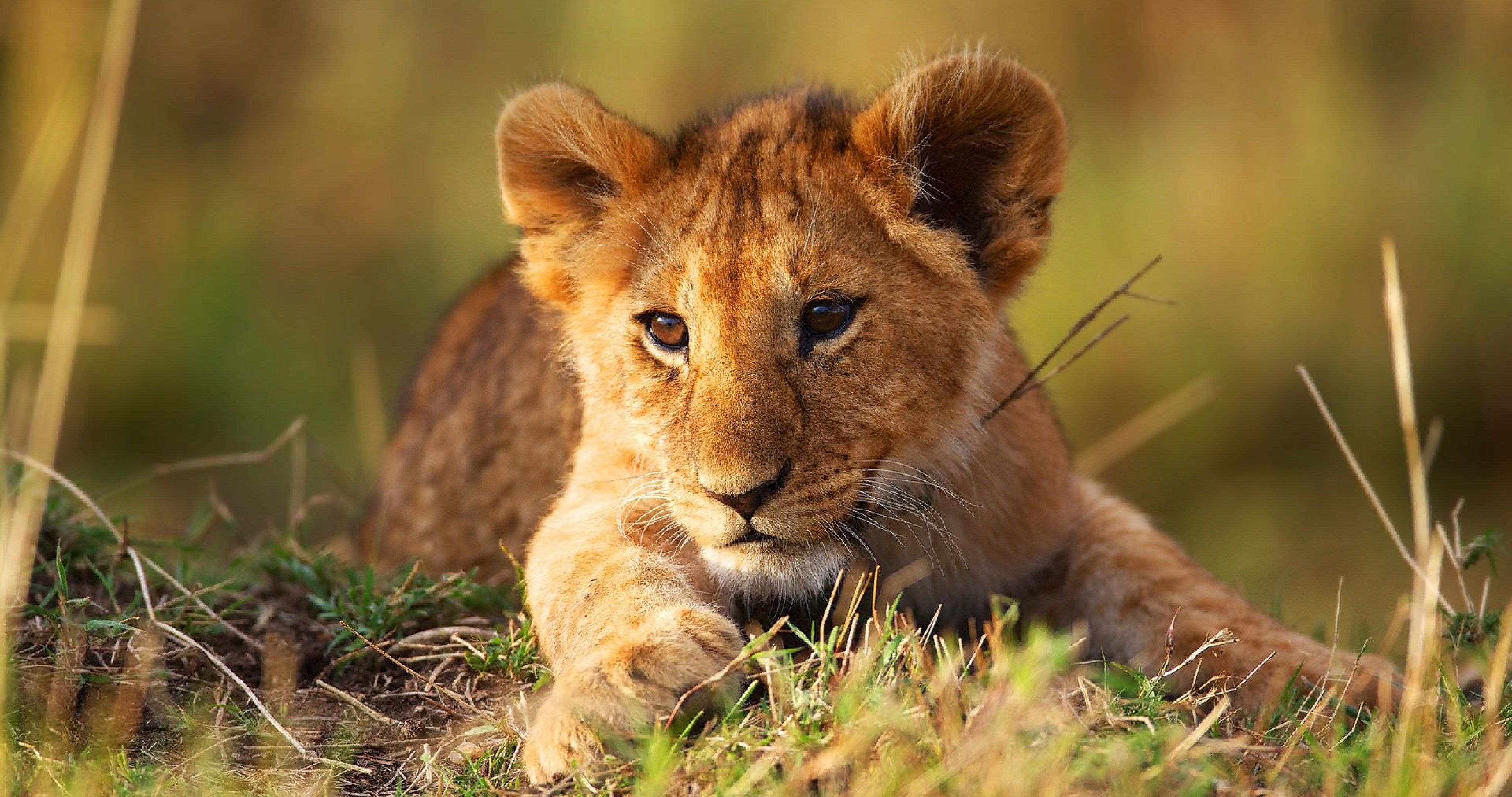 Exotic Animals